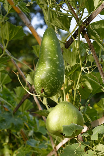 Suan Luang-JUN14-055